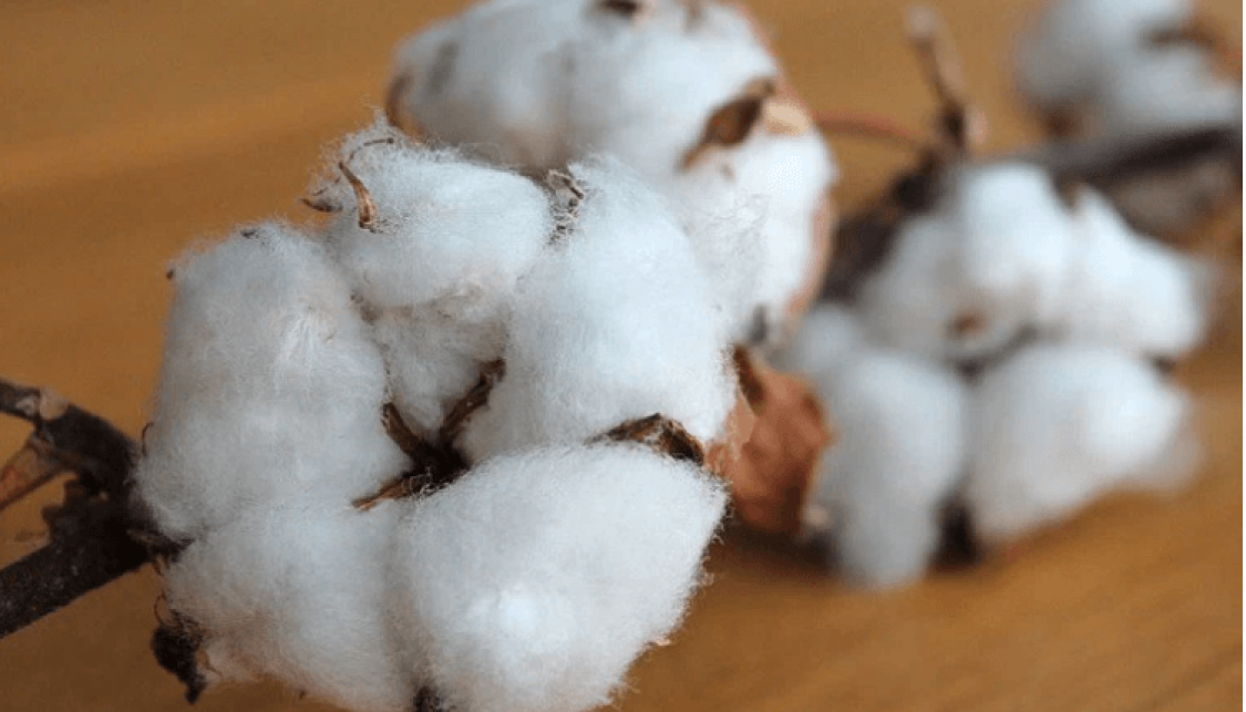 Organic Cotton: Is it a more sustainable choice?